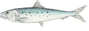 sardine
